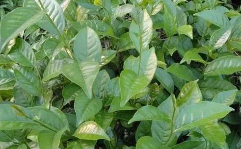 永州特产——江华苦茶